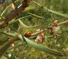 Hakea dactyloides