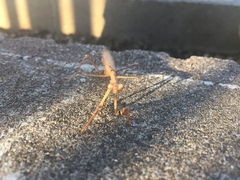 Statilia maculata maculata