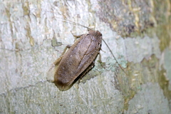 Epilamprinae