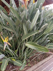 Strelitzia reginae