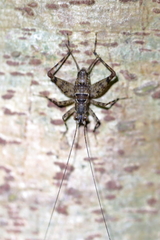 Phalangopsidae