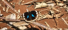 Junonia oenone oenone
