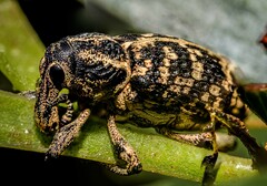 Chrysolopus spectabilis