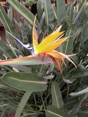 Strelitzia reginae