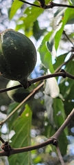 Persea americana