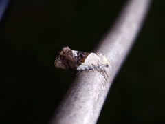 Hypertropha chlaenota