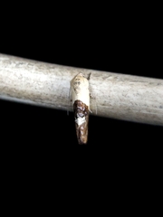 Hypertropha chlaenota