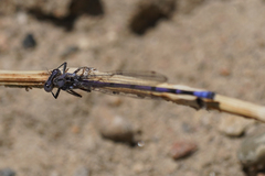 Argia emma