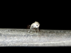 Hypertropha chlaenota