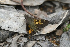 Trapezites phigalioides