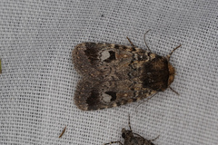 Thoracolopha flexirena