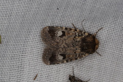 Thoracolopha flexirena