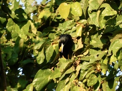 Cassiculus melanicterus