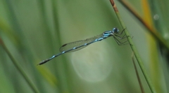 Austrolestes minjerriba