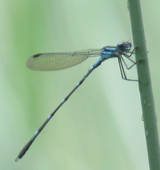 Austrolestes minjerriba