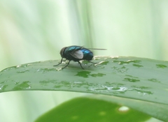 Calliphoridae