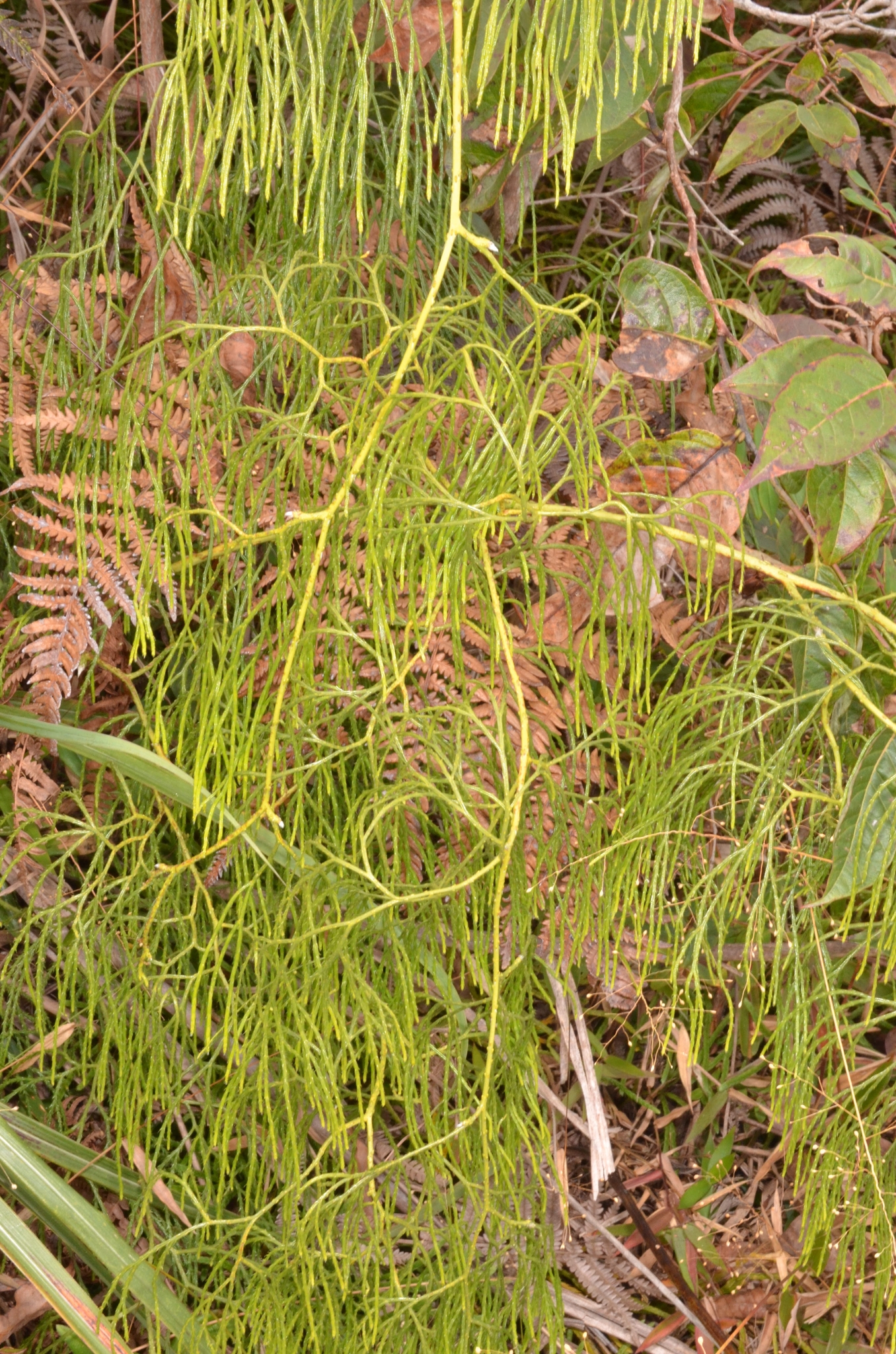 Lycopodiastrum casuarinoides (Lycopodiastrum casuarinoides)