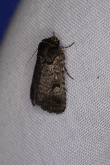 Thoracolopha flexirena