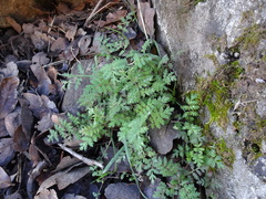 Phacelia distans