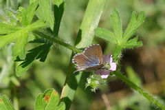Theclinesthes serpentata