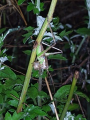 Sichuana cryptospina