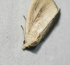 Lophocalama neuritis