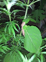 Diploderma zhaoermii