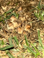 Agaricineae