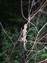 Diploderma zhaoermii