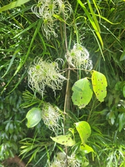 Clematis glycinoides