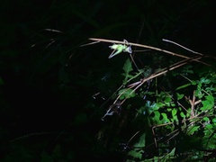 Sichuana cryptospina