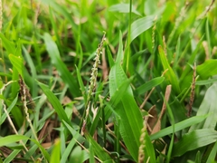 Zoysia pacifica