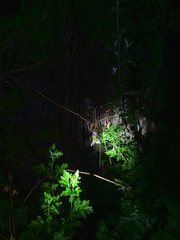 Sichuana cryptospina