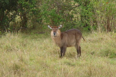 Kobus ellipsiprymnus defassa