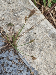 Fimbristylis dichotoma