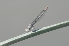 Argia emma