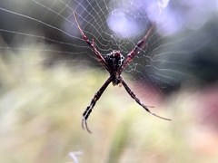 Argiope anasuja