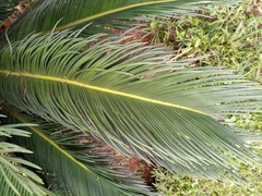 Cycas revoluta