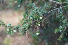 Juniperus macrocarpa