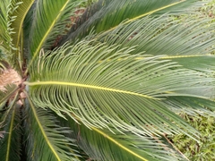 Cycas revoluta