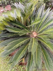 Cycas revoluta