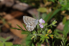 Theclinesthes serpentata