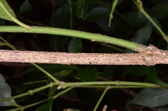 Euonymus hamiltonianus