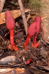 Balanophora laxiflora