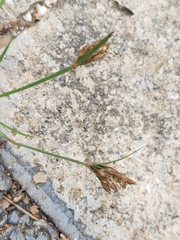 Fimbristylis dichotoma