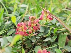 Alysicarpus vaginalis