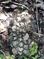 Dioscorea mexicana