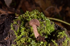 Cystoagaricus strobilomyces