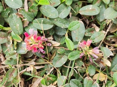 Alysicarpus vaginalis