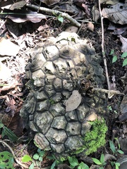 Dioscorea mexicana